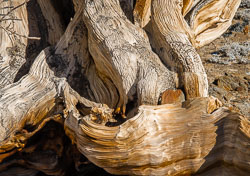 Ancient-Bristlecone-Pines-0234.jpg