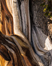 Ancient-Bristlecone-Pines-0243_v1.jpg