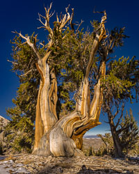 Ancient-Bristlecone-Pines-0297-Pano-Edit.jpg