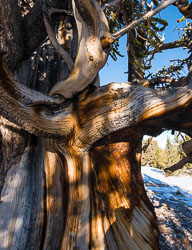 Ancient-Bristlecone-Pines-0304.jpg